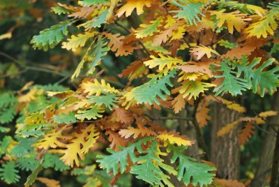 Quercus frainetto - dub uherský - list podzimmní listy (3)